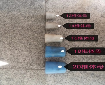 椎体母